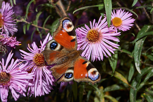 El ojo de mariposa pavo real recoge el néctar de las flores. photo