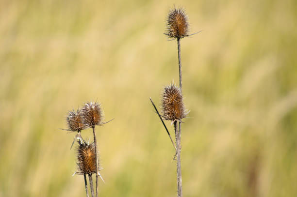 istock Closeup of brown cutleaf teasel seeds with blurred background 1469490447