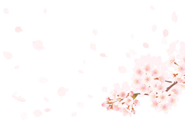 istock Illustration of cherry blossoms in full bloom 1469492047