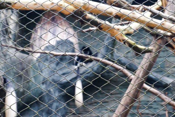 Selective focus of colobus monkeys dangling in a tree.