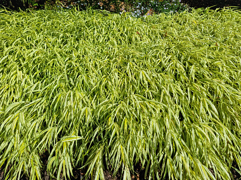 Hakonechloa macra 'Aureola' grass (Buntes Japangras)