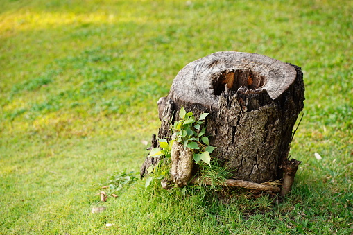 Tree stump on the green grass in the garden