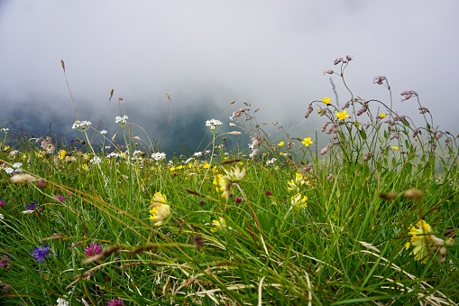 Wildflowers in the clouds. Wildflowers in the mountains. Wildflowers on the slope. Clover and other wildflowers on the mountainside in the clouds. Colorful wildflowers and bright grass.