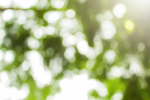 istock defocused abstract background of lush foliage 1469493689