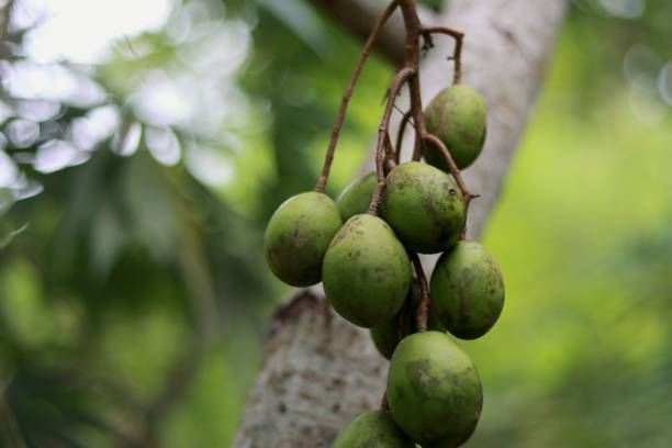 istock Closeup of green june plums growing on a tree 1469493874