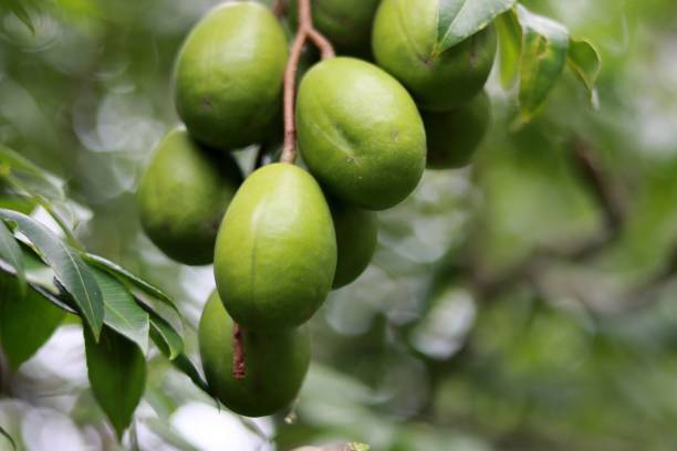 istock Closeup of green june plums growing on a tree 1469493876