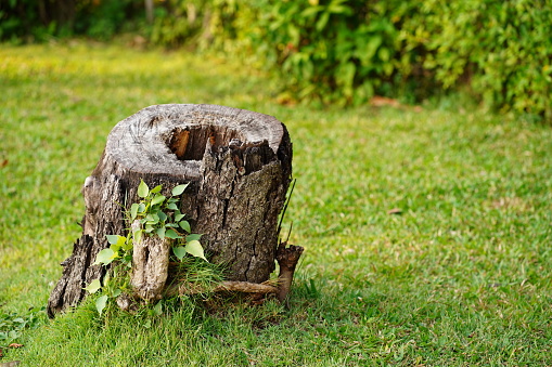 Tree stump on the green grass in the garden