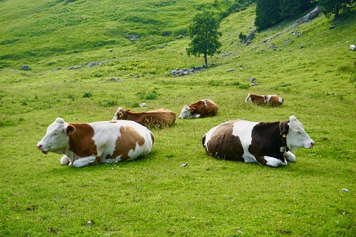 Cows are lying on the green grass. White-brown cows graze in the Alps. Cows on bright green grass in Bavaria. Cows and a green background. Bavarian cows are resting on the grass.