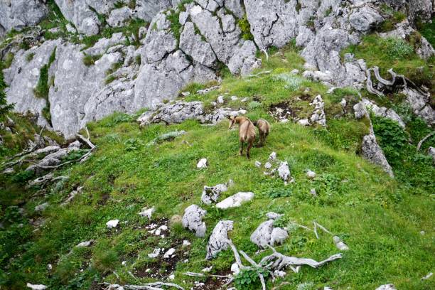 A mountain goat in the Bavarian Alps. Mountain goat with a kid on a high mountain. Mountain goats in the Alps. Wild mountain goats graze on the mountain. Mountain goats on the Wendelstein mountain. capra es un género de mamíferos, las cabras, compuesto por hasta nueve especies, incluyendo el markhor y muchas especies conocidas como cabras monteses. la cabra doméstica (capra hircus) es una especie domesticada derivada de la cabra salvaje (capra aeg