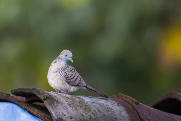istock A spotted dove (Spilopelia chinensis) is a small and somewhat long-tailed pigeon perched on a roof tile 1469495315