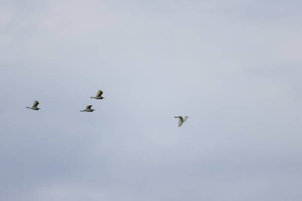 istock Four white egrets (egretta garzetta) are flying in a gray sky 1469495318