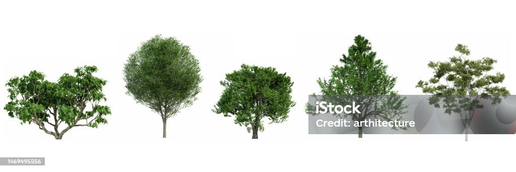 Tree Rendeered Set Of Trees Isolated On White Background 3d Render Stock Photo ...