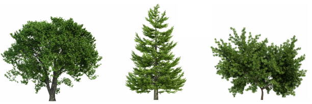 istock Set of trees isolated on white background, 3d render 1469496100