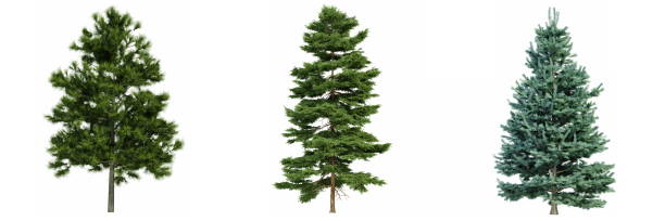 istock Set of trees isolated on white background, 3d render 1469496112