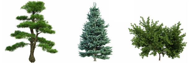 istock Set of trees isolated on white background, 3d render 1469496121