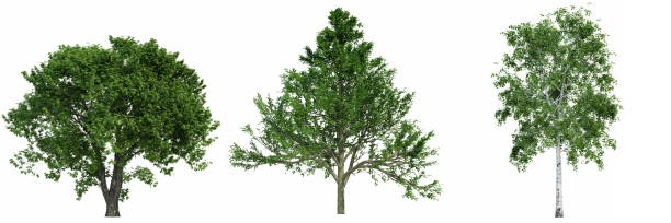 istock Set of trees isolated on white background, 3d render 1469496192