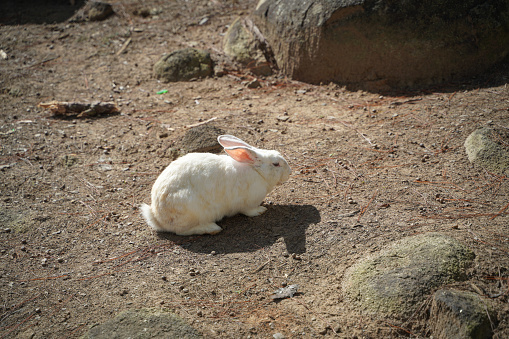 A white rabbit on the field