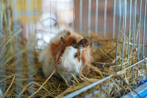 Hamster on wooden chips. Fluffy dwarf hamster sitting. gray hamster sits in sawdust.