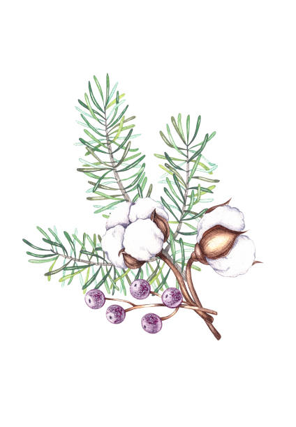 акварельная рождественская ботаническая композиция из цветов хлопка, хвои хвои на белом фоне - cotton flower white background white stock illustrations