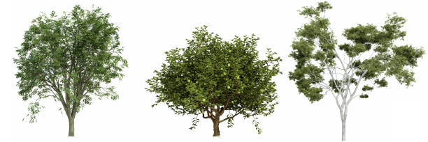 istock Set of trees isolated on white background, 3d render 1469496579