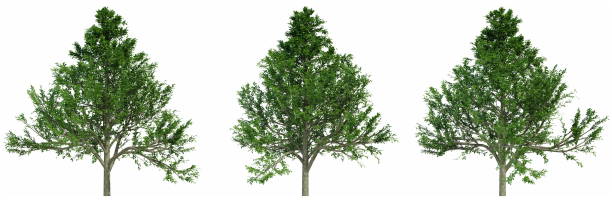 istock Set of trees isolated on white background, 3d render 1469496603