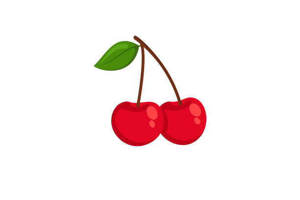 kirschfrucht-vektor-illustration isoliert auf weißem hintergrund. - kirsche stock-grafiken, -clipart, -cartoons und -symbole