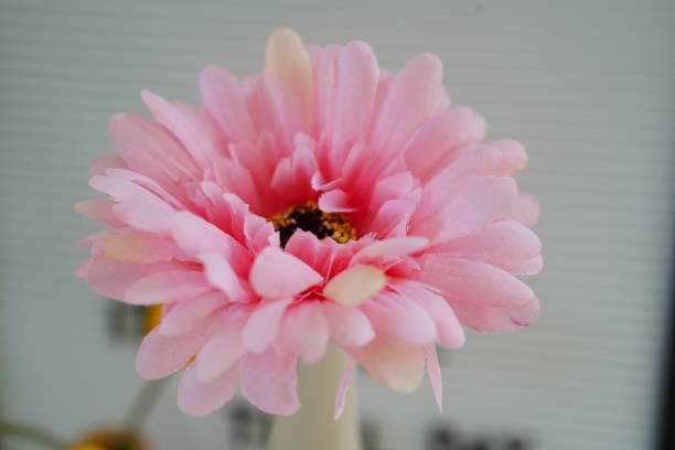 istock Pink Barberton Daisy Gerbera Flower in vase 1469497549