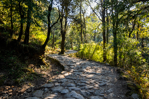 Camino forestal a Dorothy's Seat en Nainital photo