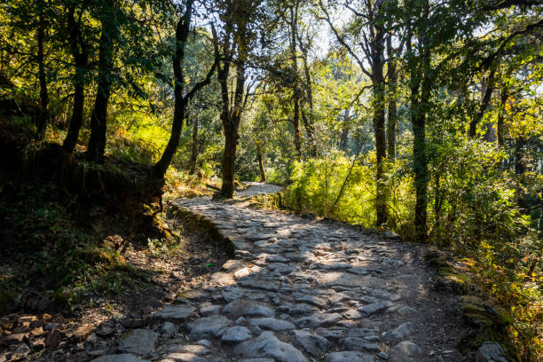 forest path to dorothy's seat in nainital - indiana autumn woods forest imagens e fotografias de stock