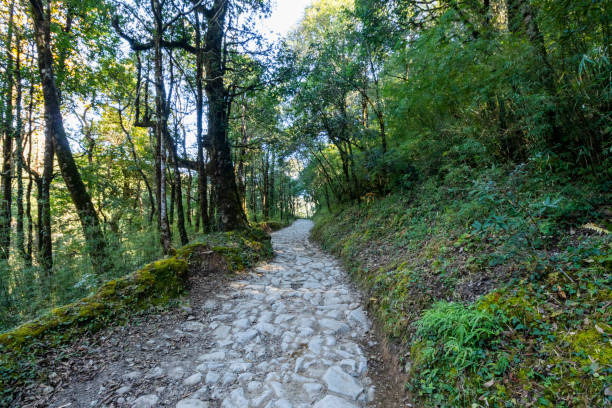 istock Forest path to Dorothy's Seat in Nainital 1469497958