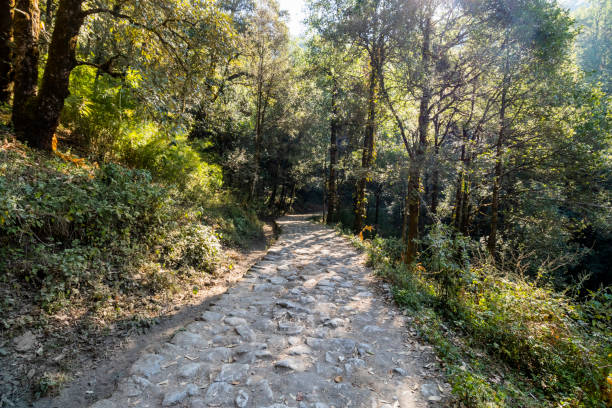 istock Forest path to Dorothy's Seat in Nainital 1469497987