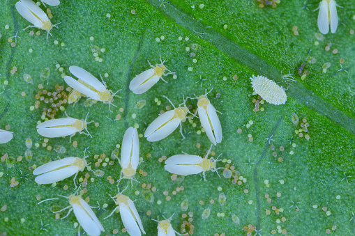 Cotton whitefly (Bemisia tabaci) adults, eggs and larvae on a leaf underside.