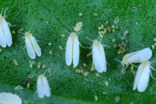 Cotton whitefly (Bemisia tabaci) adults, eggs and larvae on a leaf underside.