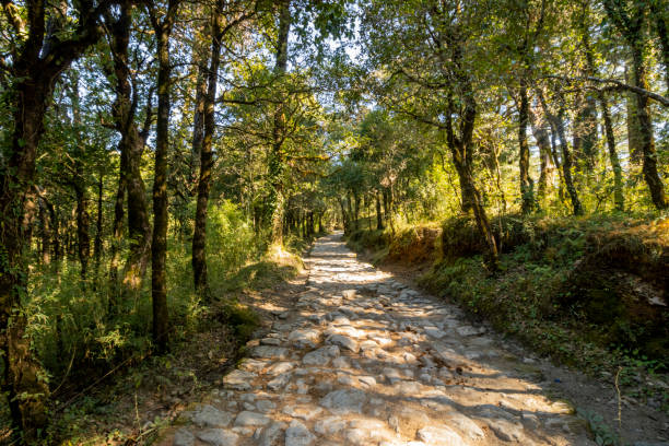 istock Forest path to Dorothy's Seat in Nainital 1469498061