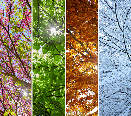 The change of the four seasons on a tree