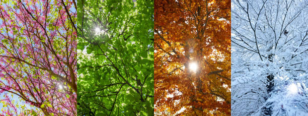 istock The change of the four seasons on a tree 1469498318