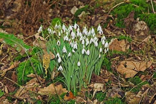Snowdrops growing through a carpet of fallen leaves