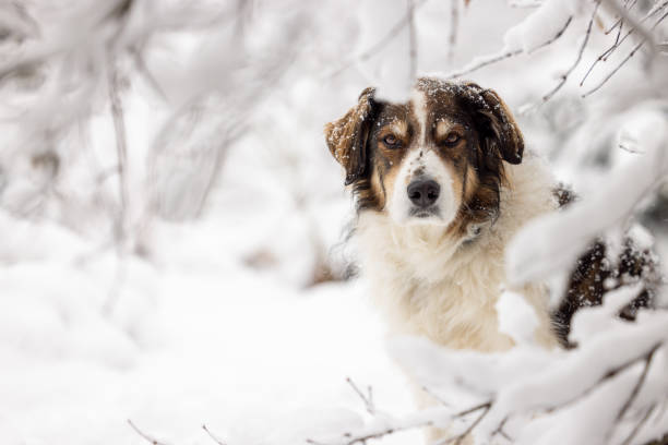 A shepherd mix peering out from snow covered branches in winter