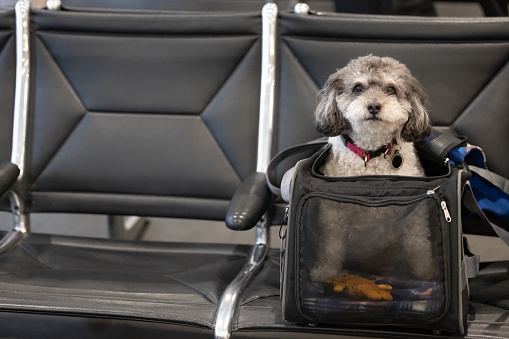 A small dog sitting in an airline travel carrier in a row of airport seats