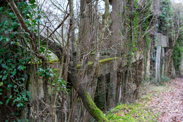 istock Overgrown old fence. Wild shrubs, moss. 1469500738