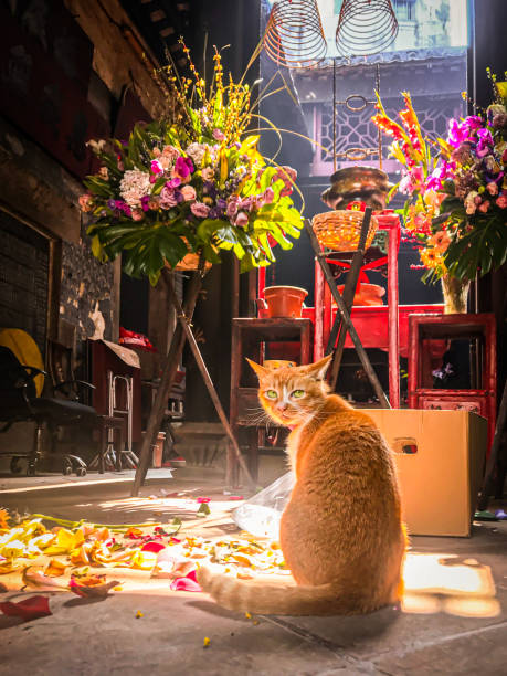 중국 예배 장소 안에 있는 주황색 고양이 - burning incense 뉴스 사진 이미지