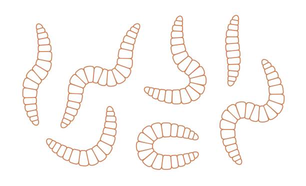 Earthworm outline. Isolated earthworm on white background Vector EPS10 eisenia fetida stock illustrations