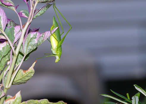 A rather distinguished insect, this green katydid hangs precariously on the edge of a purple and green sweet potato vine. Bokeh.
