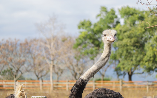a ostrich in a zoo.