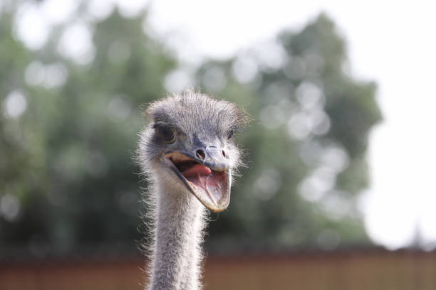a ostrich in a zoo.