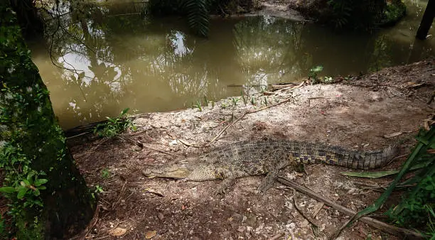 Photo of Photo of crocodile disguise at the river bank