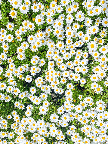 Full frame of Chamomile daisy flowers. White and yellow flowerbed on meadow background.