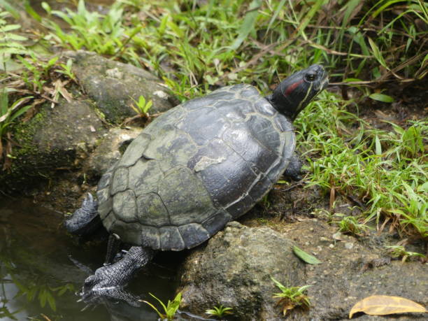 istock Turtle beside the pond stock photo 1469504806