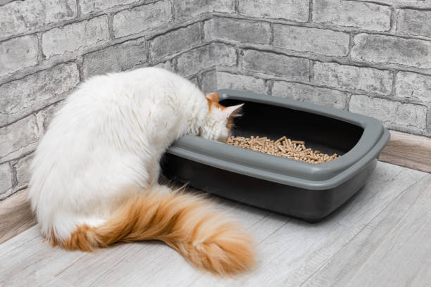 istock young cat sitting near the cat tray. 1469504938