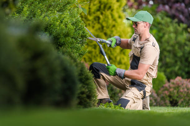 istock Professional Gardener Performing Garden Plants Maintenance 1469505025